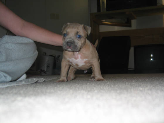 malepup111.jpg